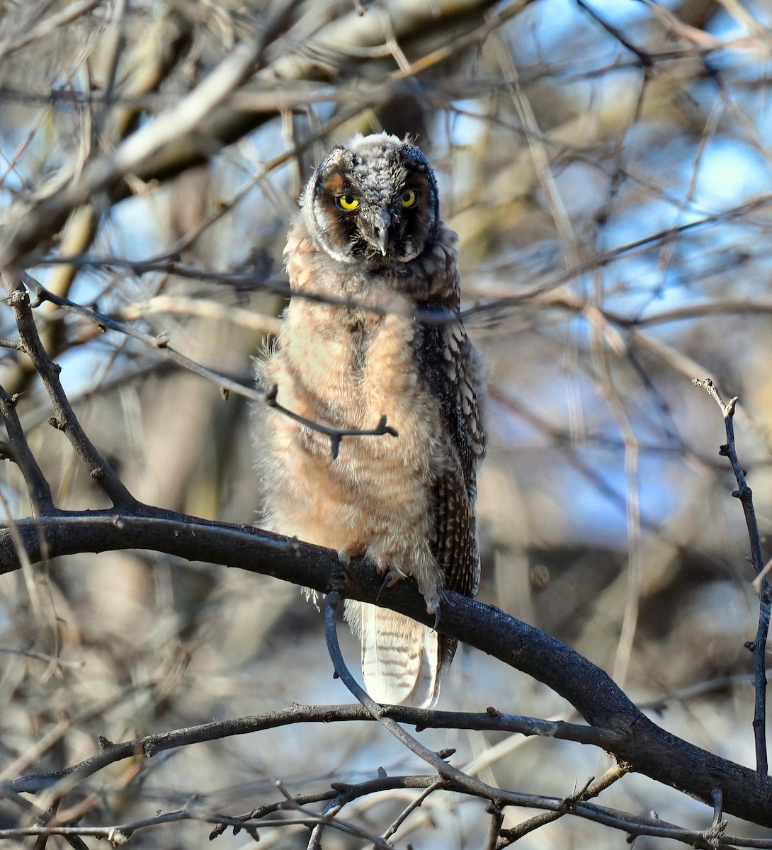 Long-eared Owl - ML618693085