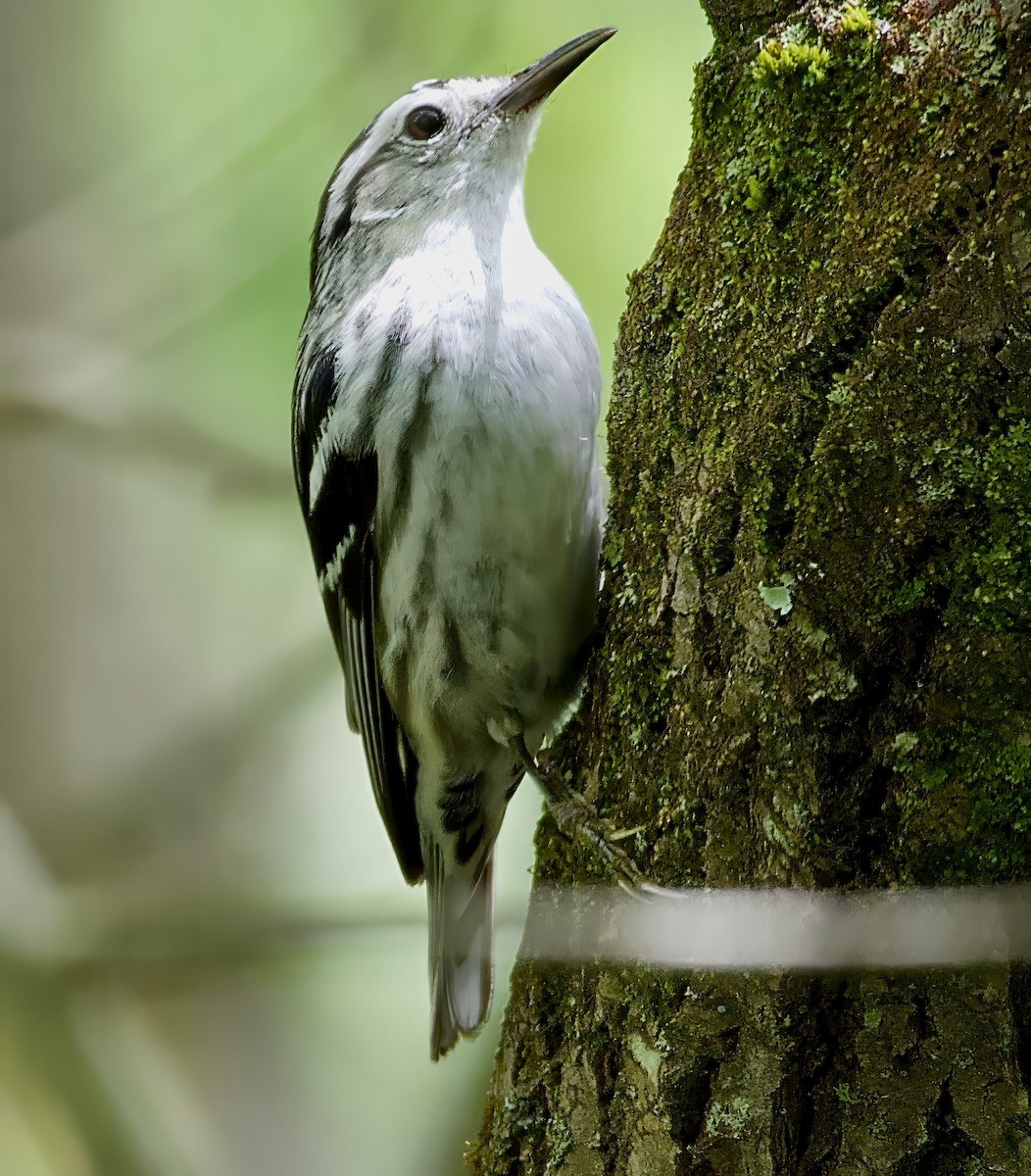 Black-and-white Warbler - Theodore  Anderson