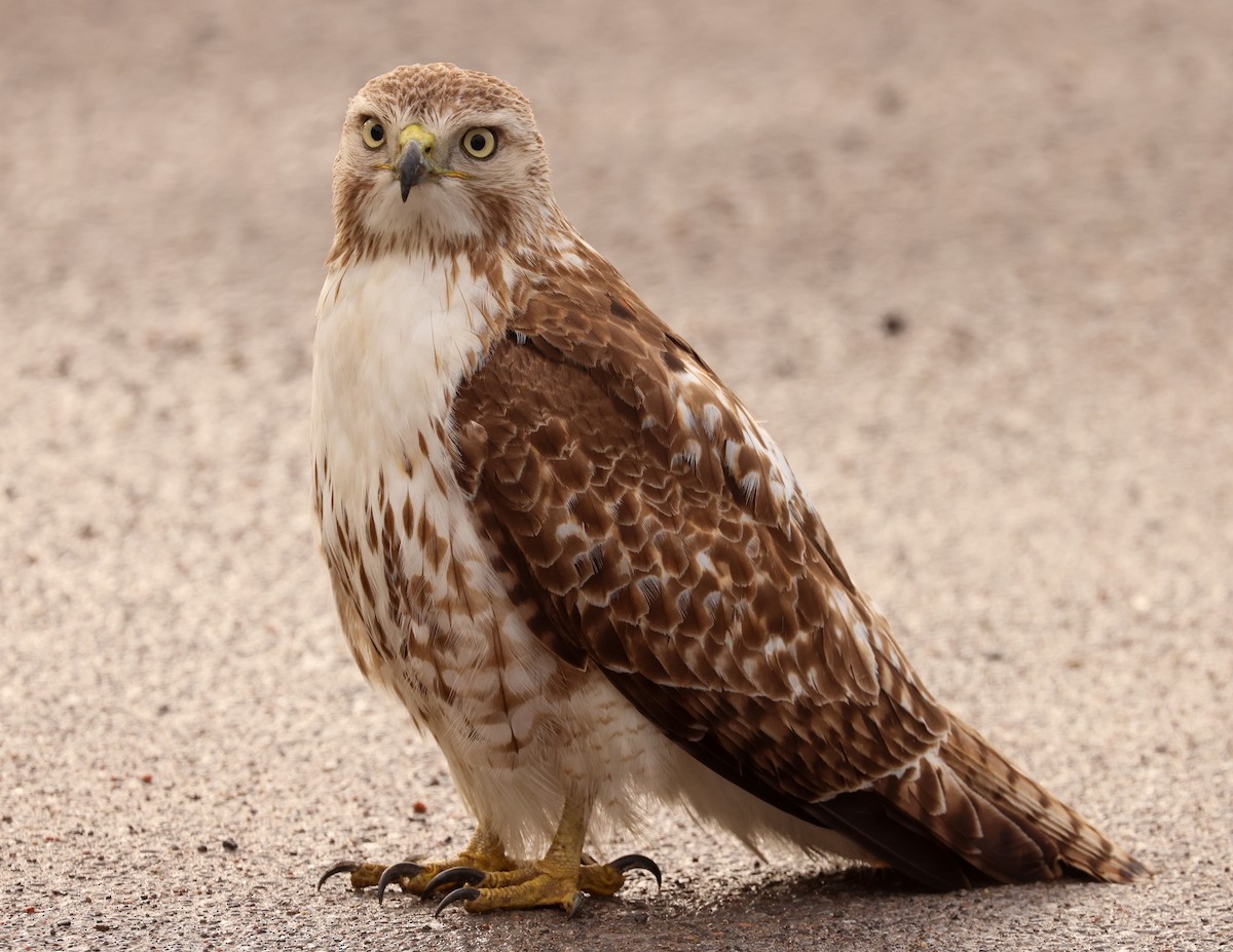 Red-tailed Hawk - ML618693137