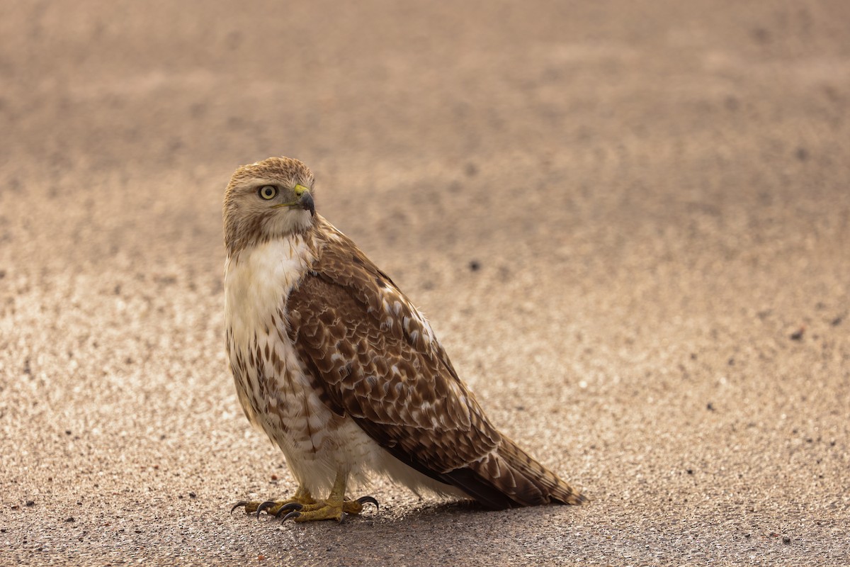 Red-tailed Hawk - ML618693138