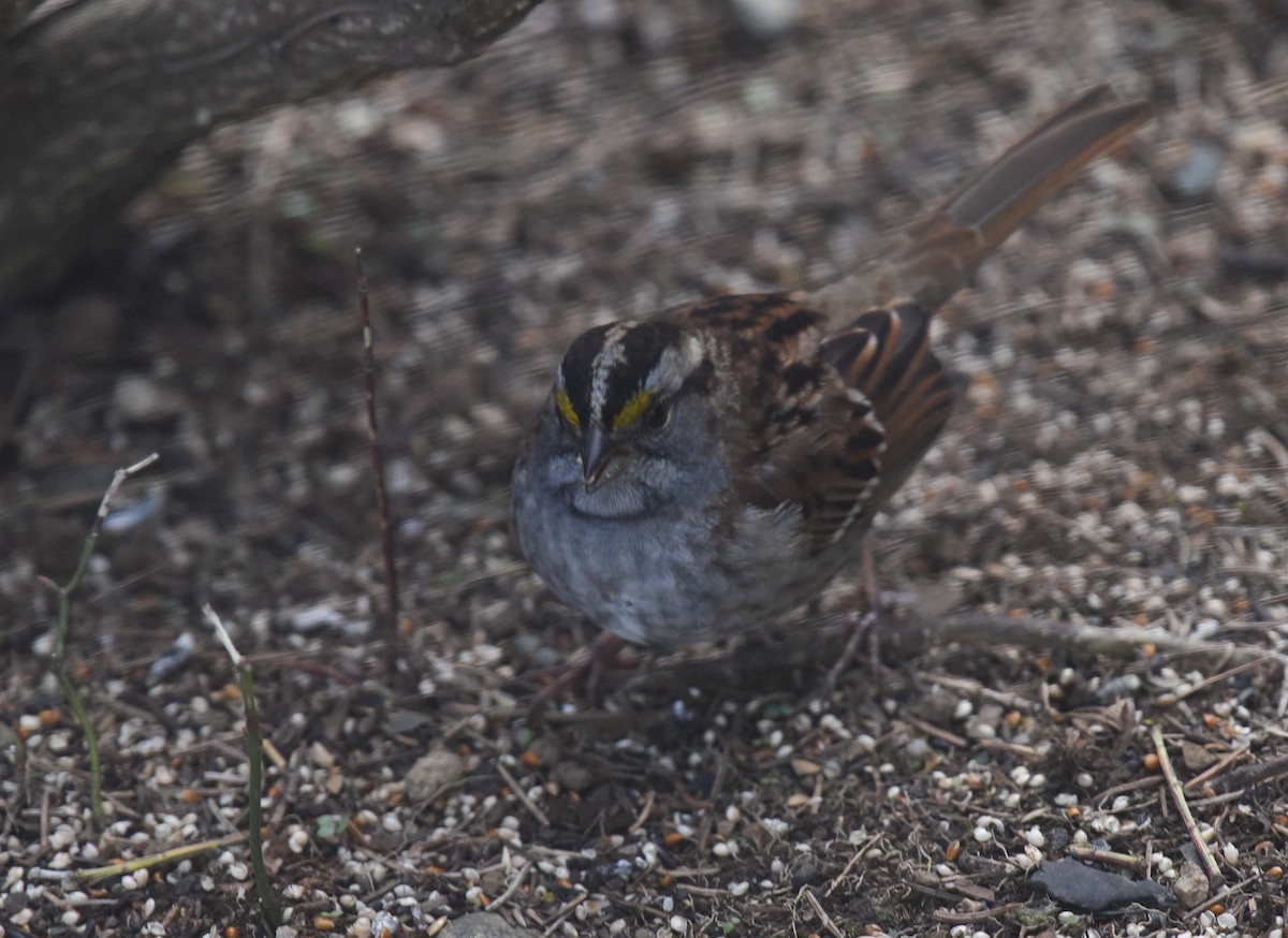 White-throated Sparrow - ML618693143