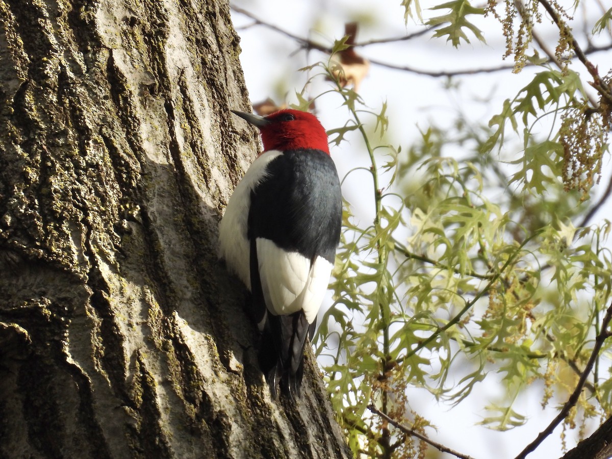 Red-headed Woodpecker - ML618693144