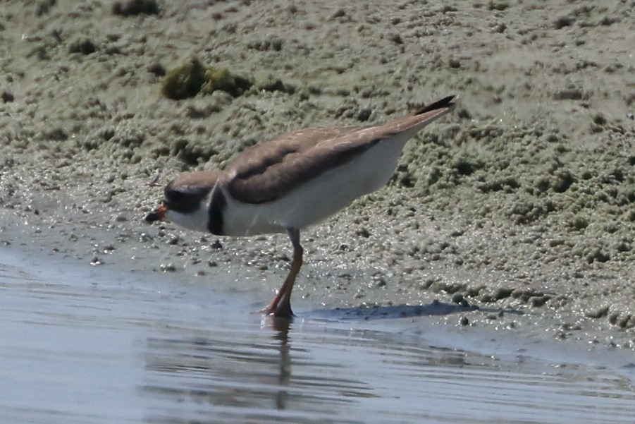 Semipalmated Plover - ML618693151