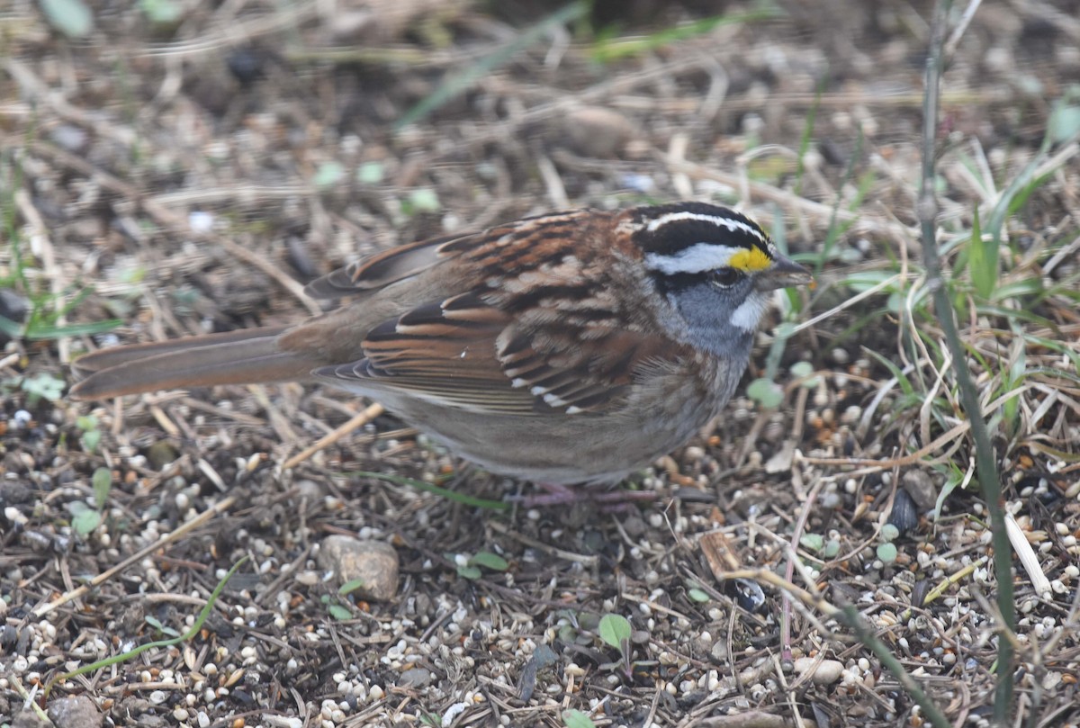 White-throated Sparrow - ML618693154