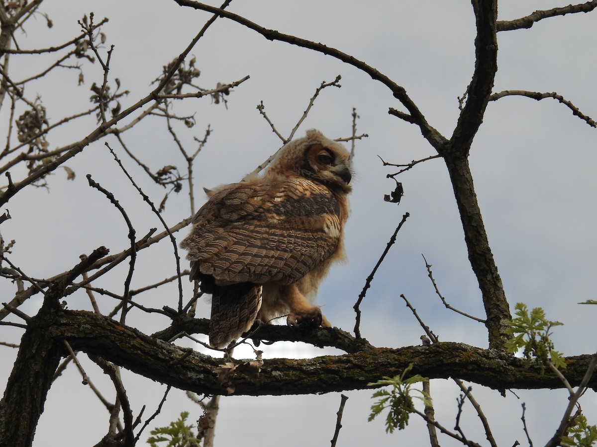 Great Horned Owl - ML618693157