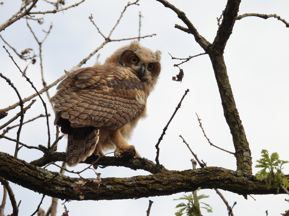 Great Horned Owl - ML618693162