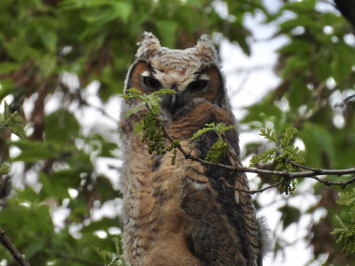 Great Horned Owl - ML618693163