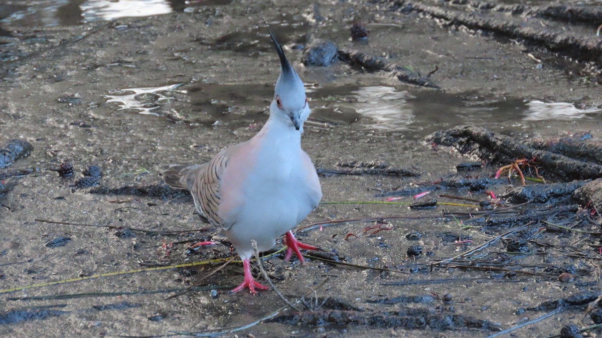 Crested Pigeon - ML618693168