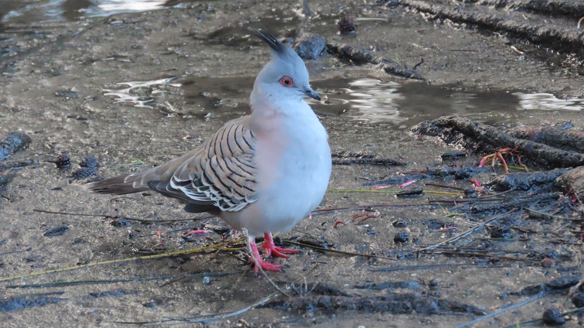 Crested Pigeon - ML618693172