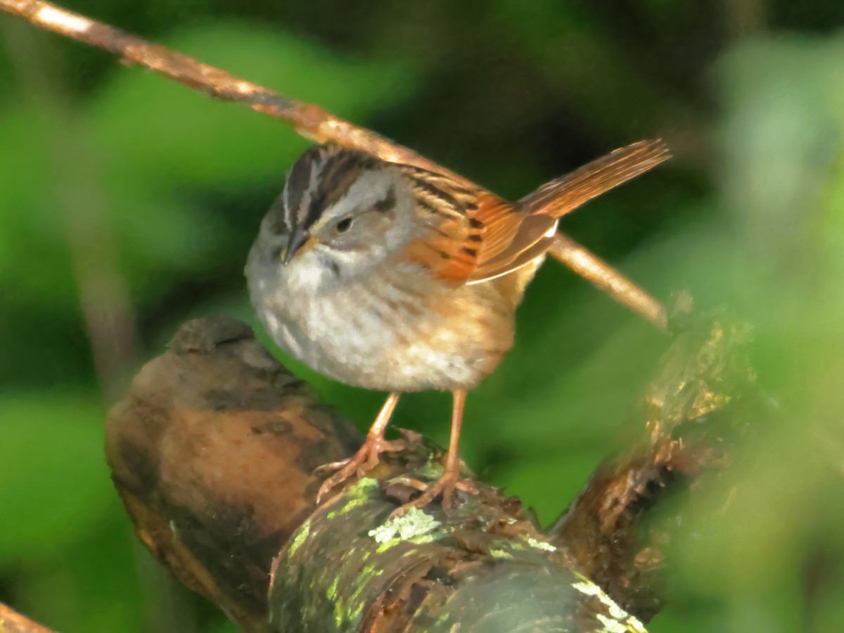 Swamp Sparrow - ML618693189