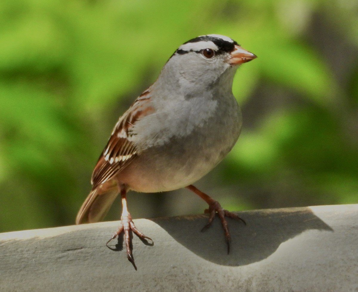 White-crowned Sparrow - ML618693204