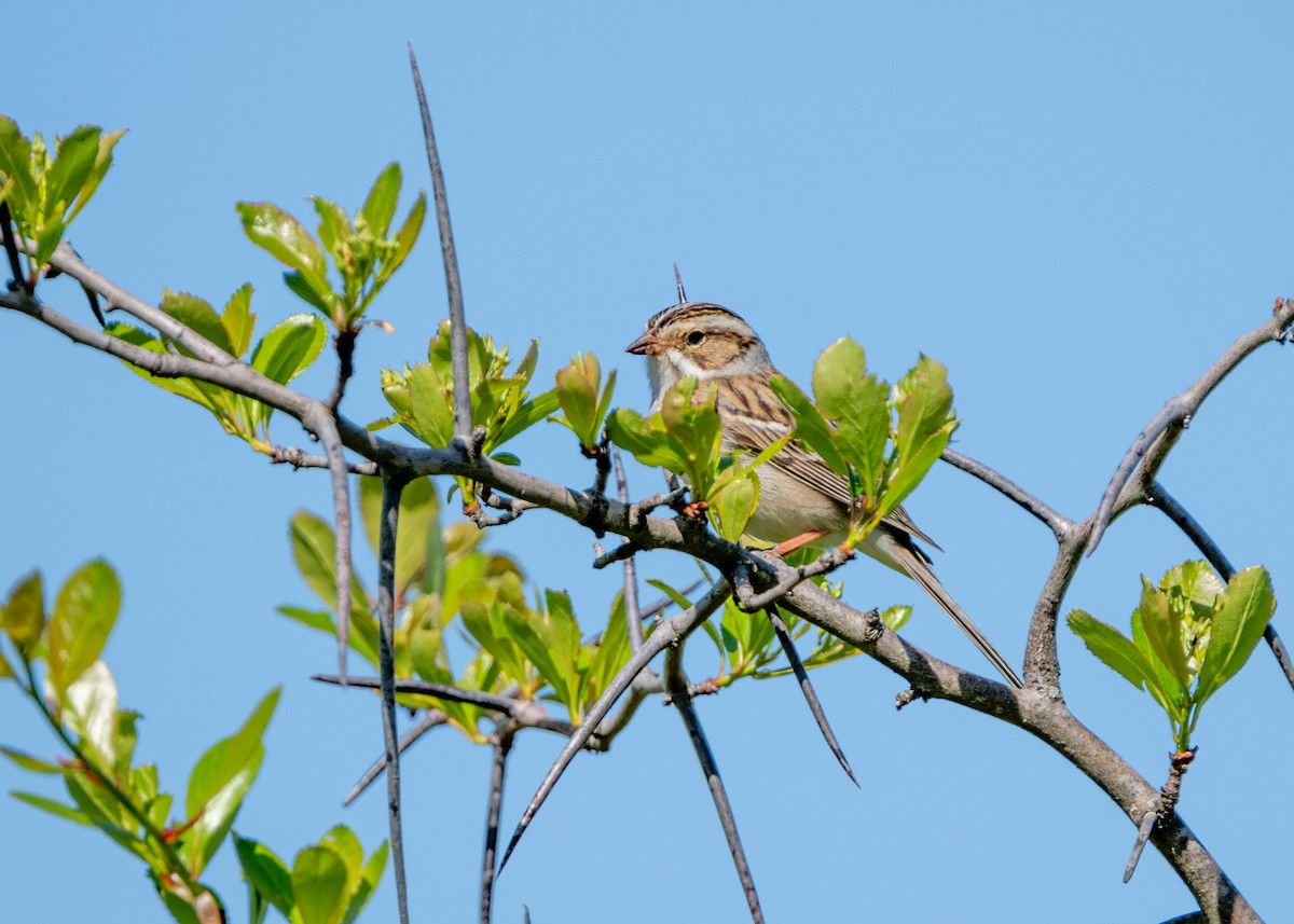 Clay-colored Sparrow - ML618693247