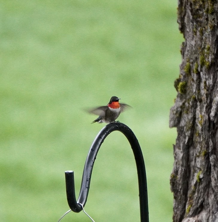 Ruby-throated Hummingbird - ML618693267