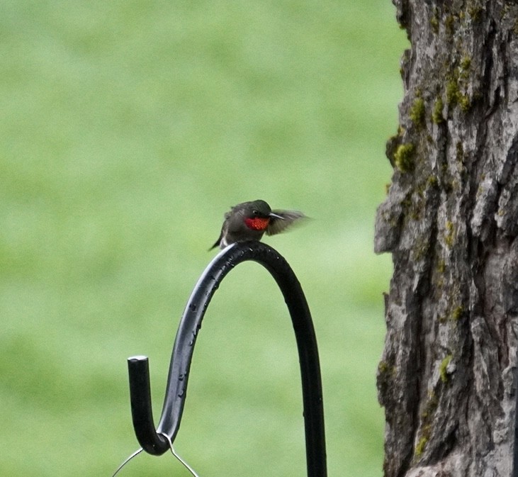 Ruby-throated Hummingbird - ML618693279