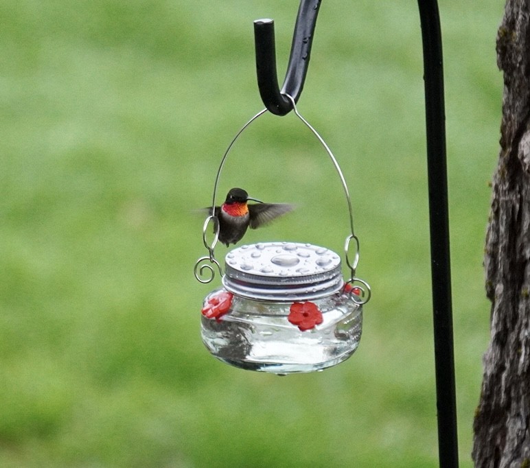 Ruby-throated Hummingbird - ML618693292