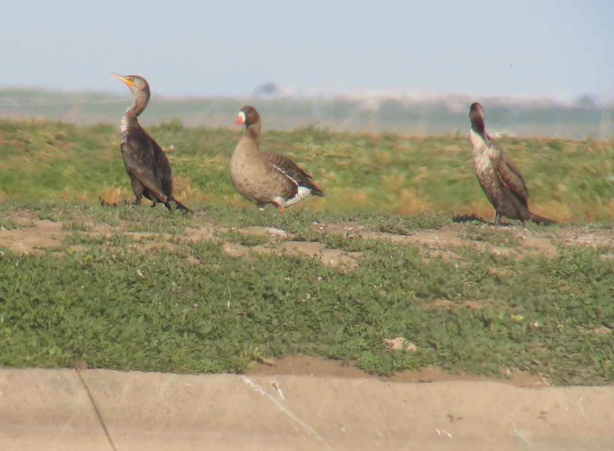 Greater White-fronted Goose - ML618693307