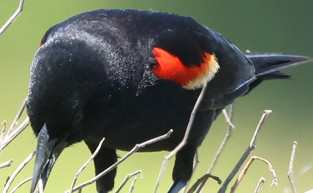 Red-winged Blackbird - ML618693323
