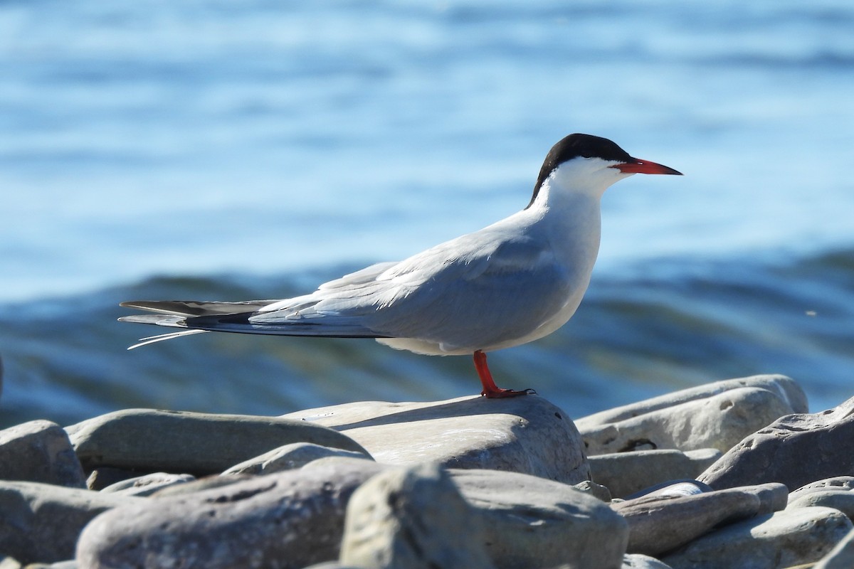 ebird-checklist-8-may-2024-oakville-bronte-harbour-1-species