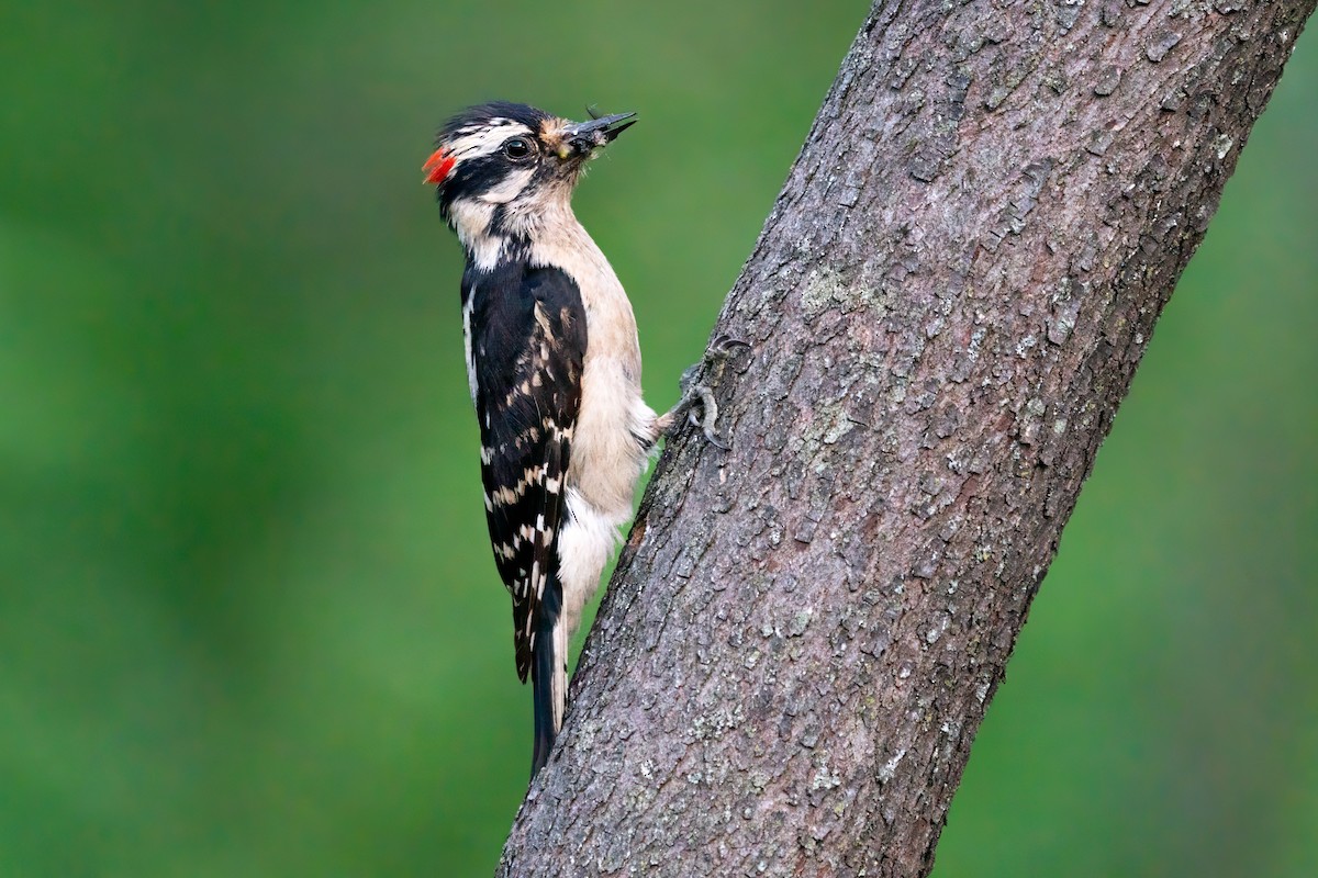 Downy Woodpecker - ML618693356
