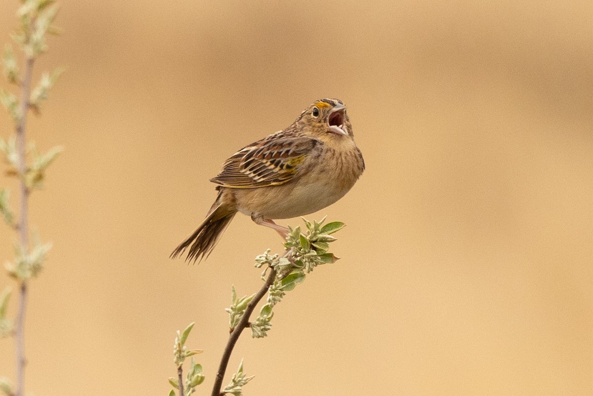 Grasshopper Sparrow - ML618693358