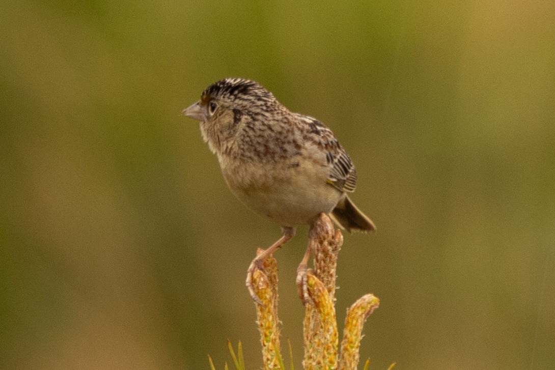 Grasshopper Sparrow - ML618693359