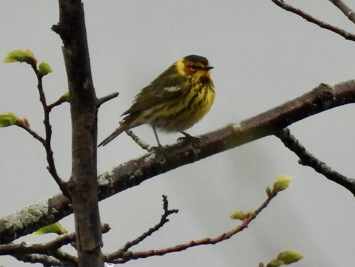 Cape May Warbler - ML618693368