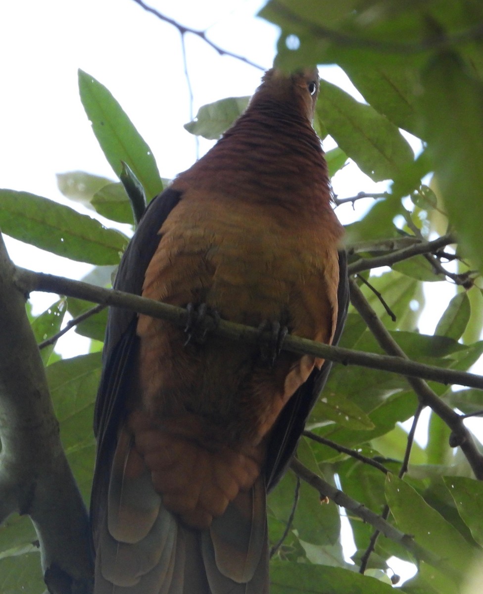 Brown Cuckoo-Dove - ML618693394