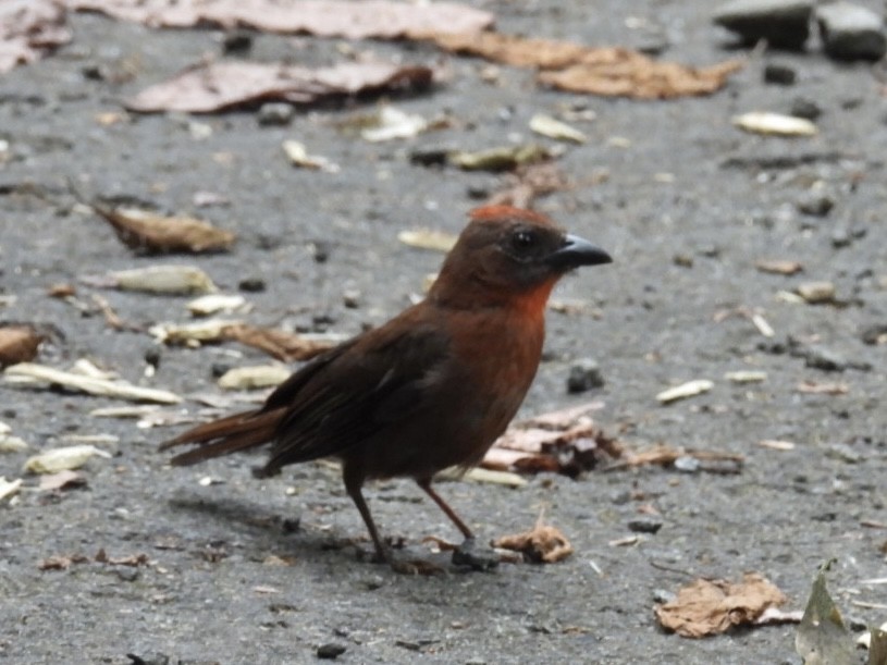 Red-throated Ant-Tanager - ML618693447