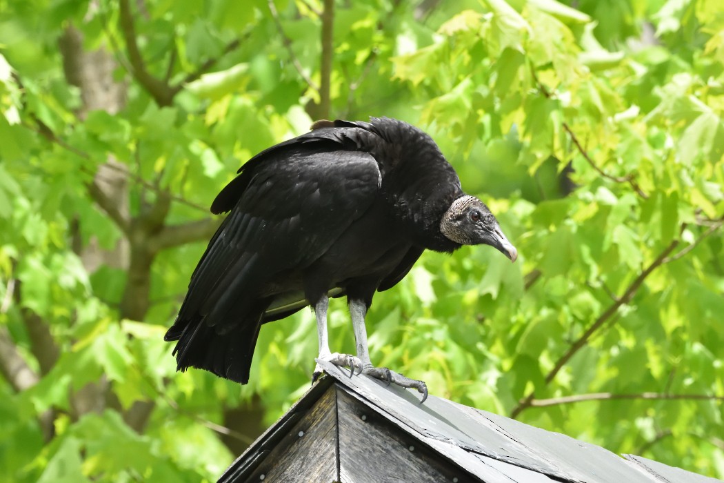 Black Vulture - Dave DeReamus