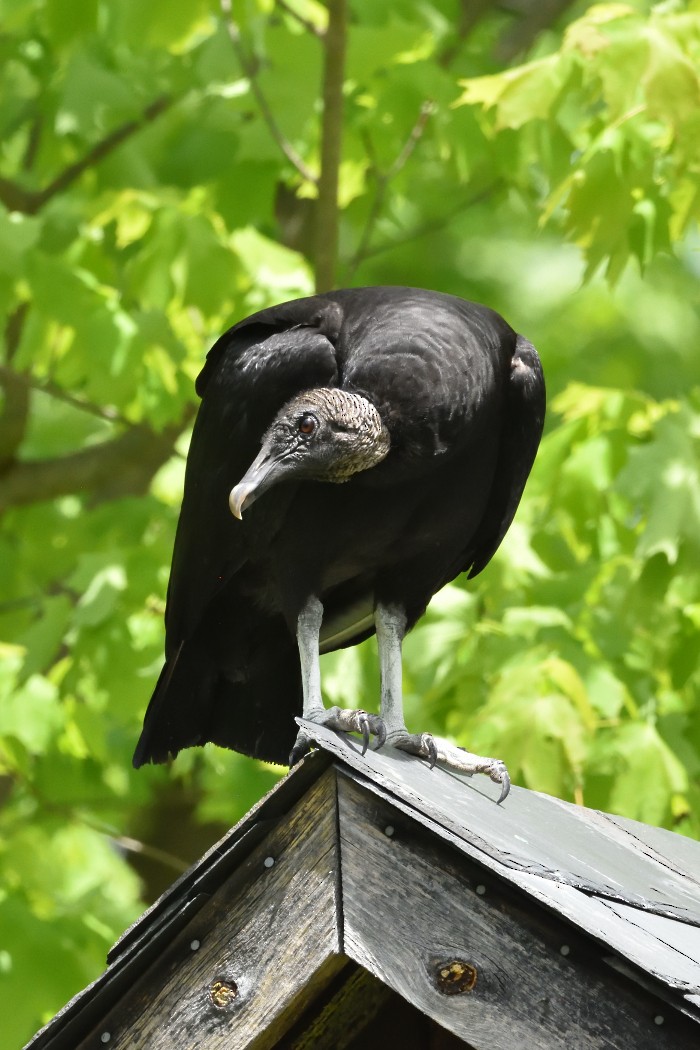 Black Vulture - ML618693454