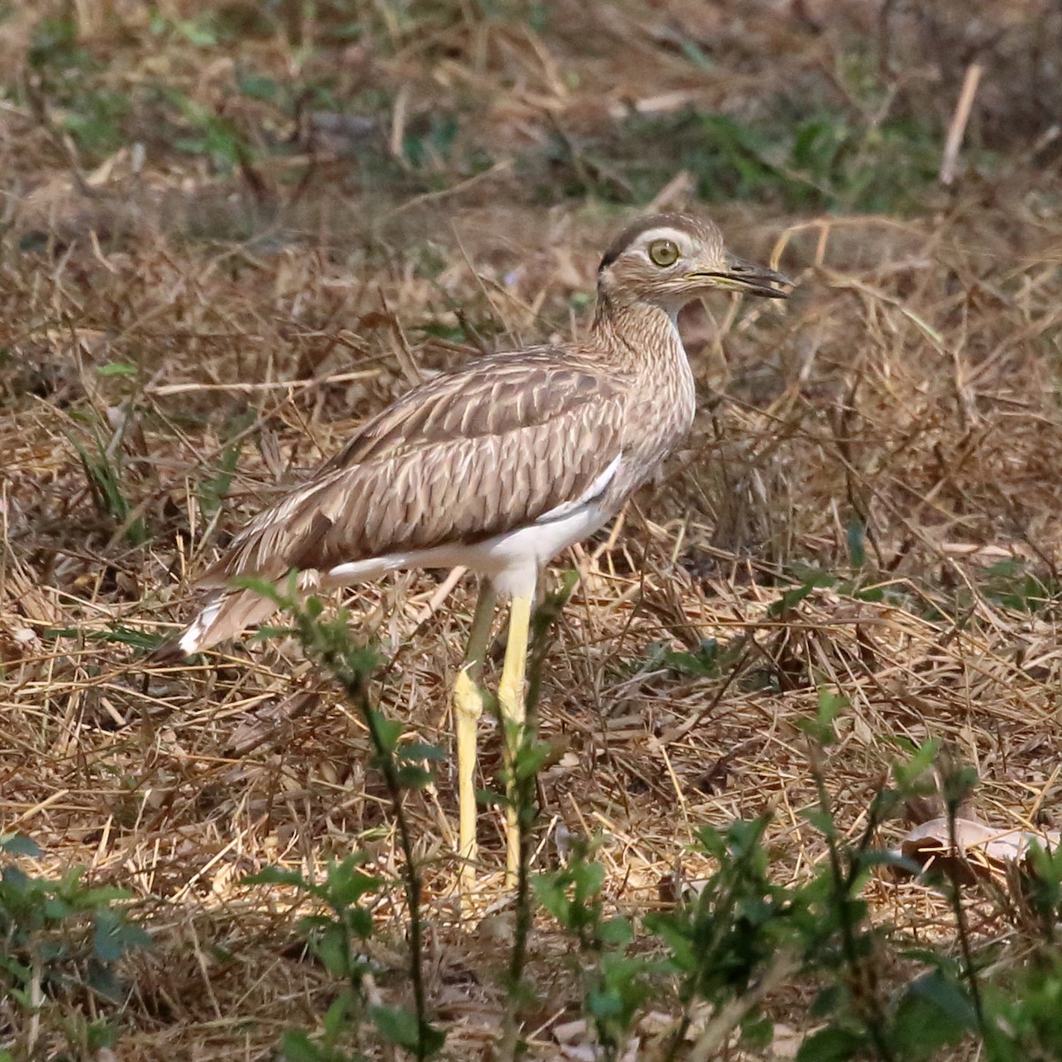 Double-striped Thick-knee - ML618693455