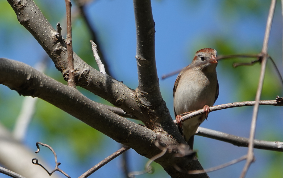 Field Sparrow - ML618693468