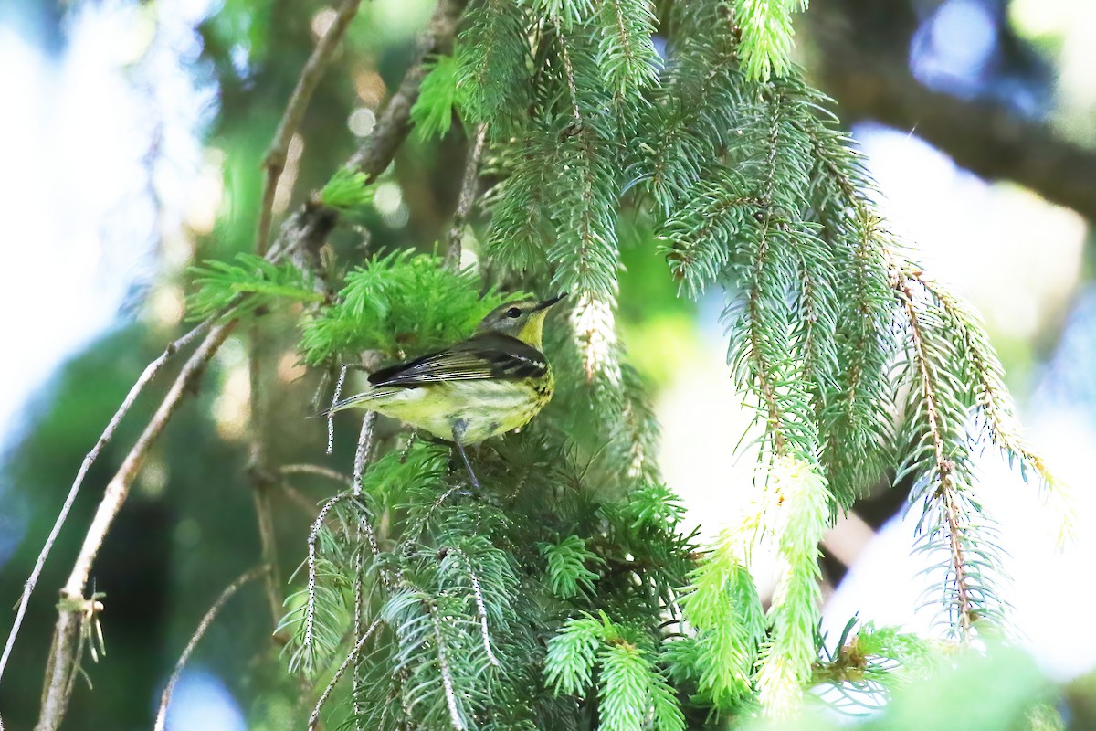 Cape May Warbler - ML618693516