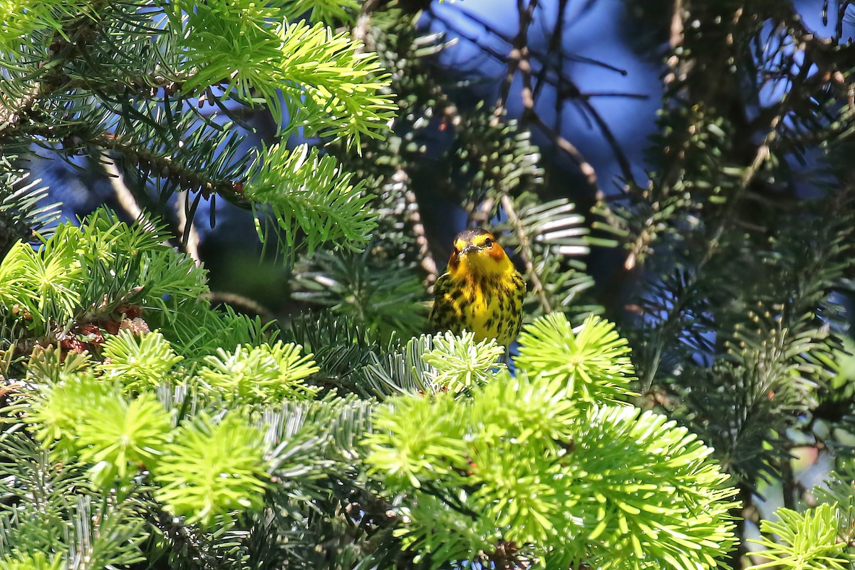 Cape May Warbler - ML618693517