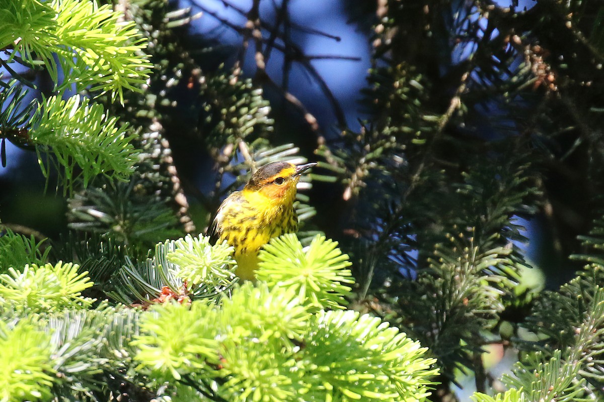 Cape May Warbler - ML618693518