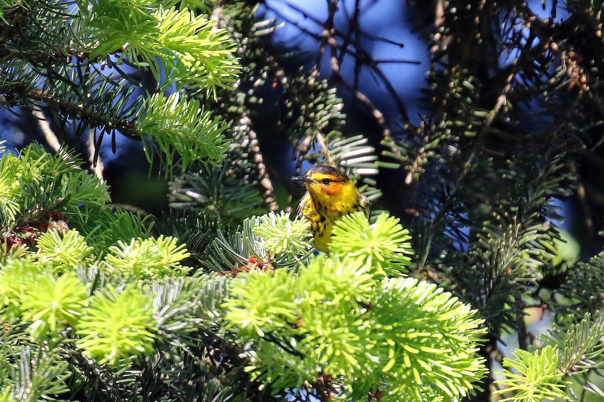 Cape May Warbler - ML618693519