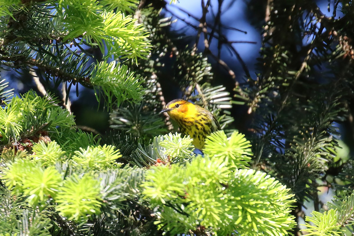 Cape May Warbler - ML618693520