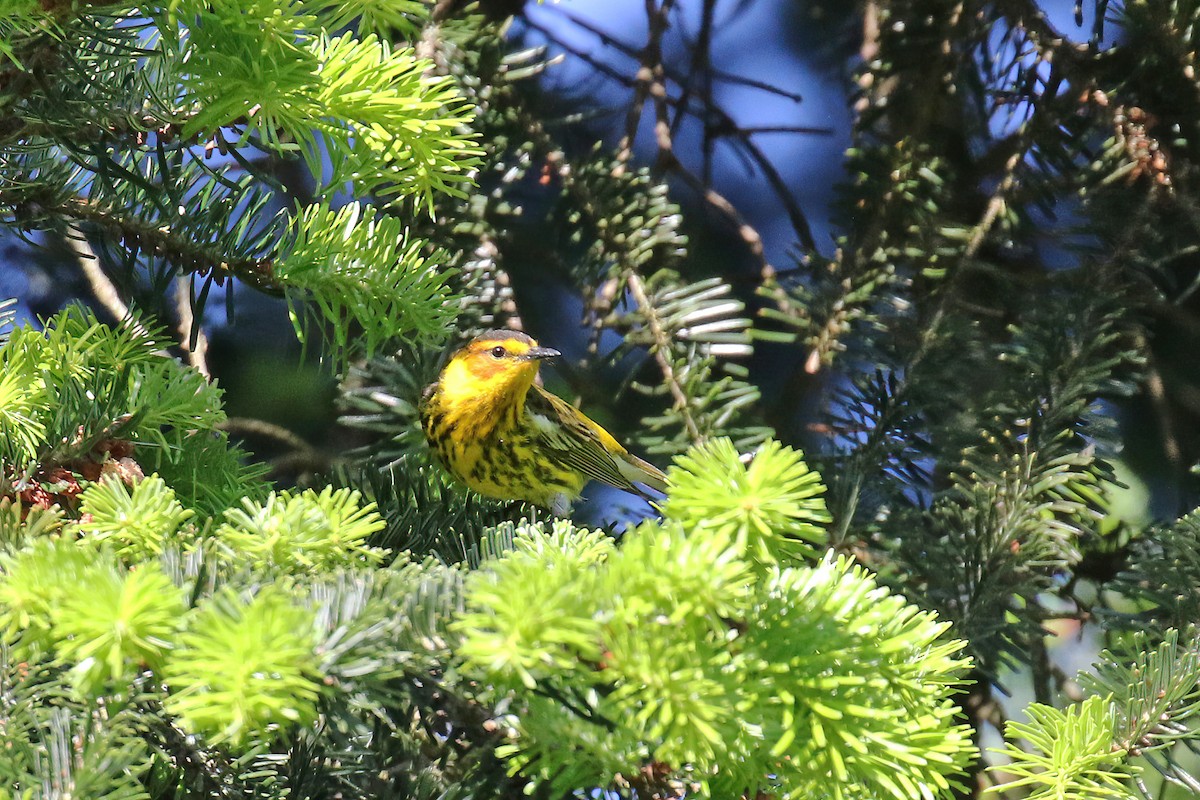 Cape May Warbler - ML618693521