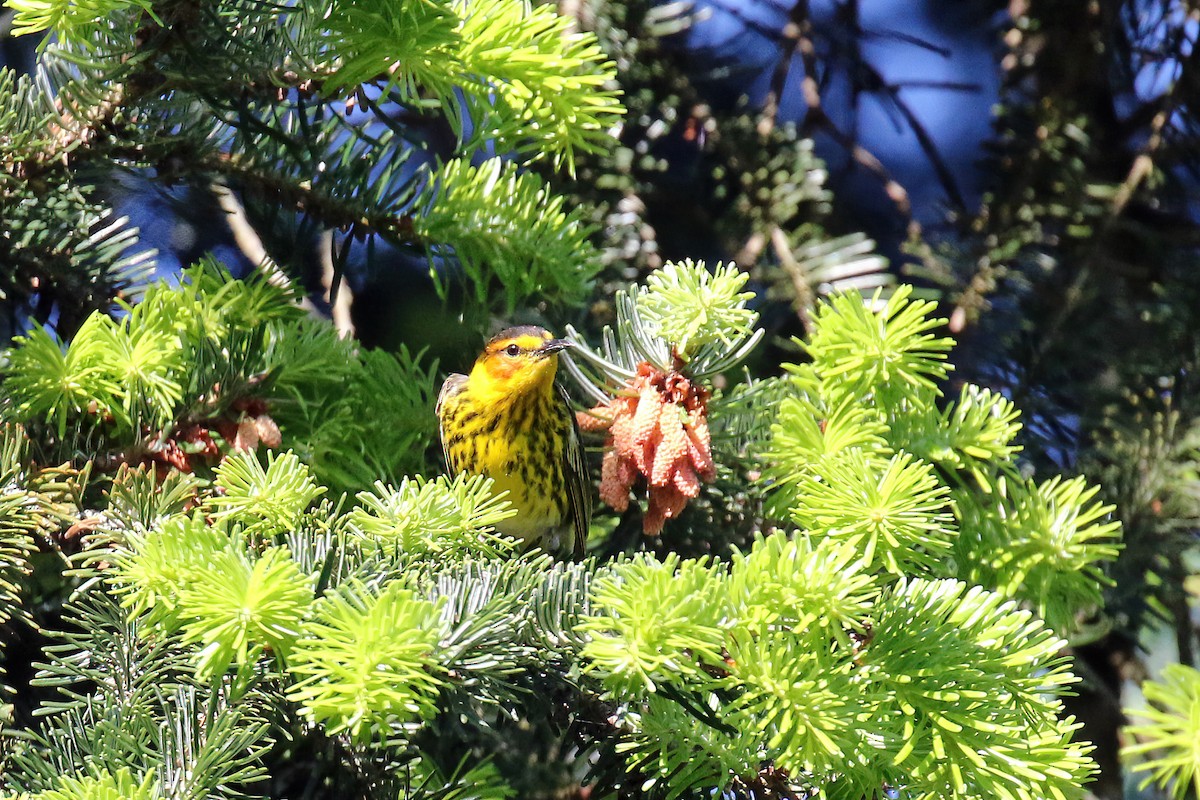 Cape May Warbler - ML618693523