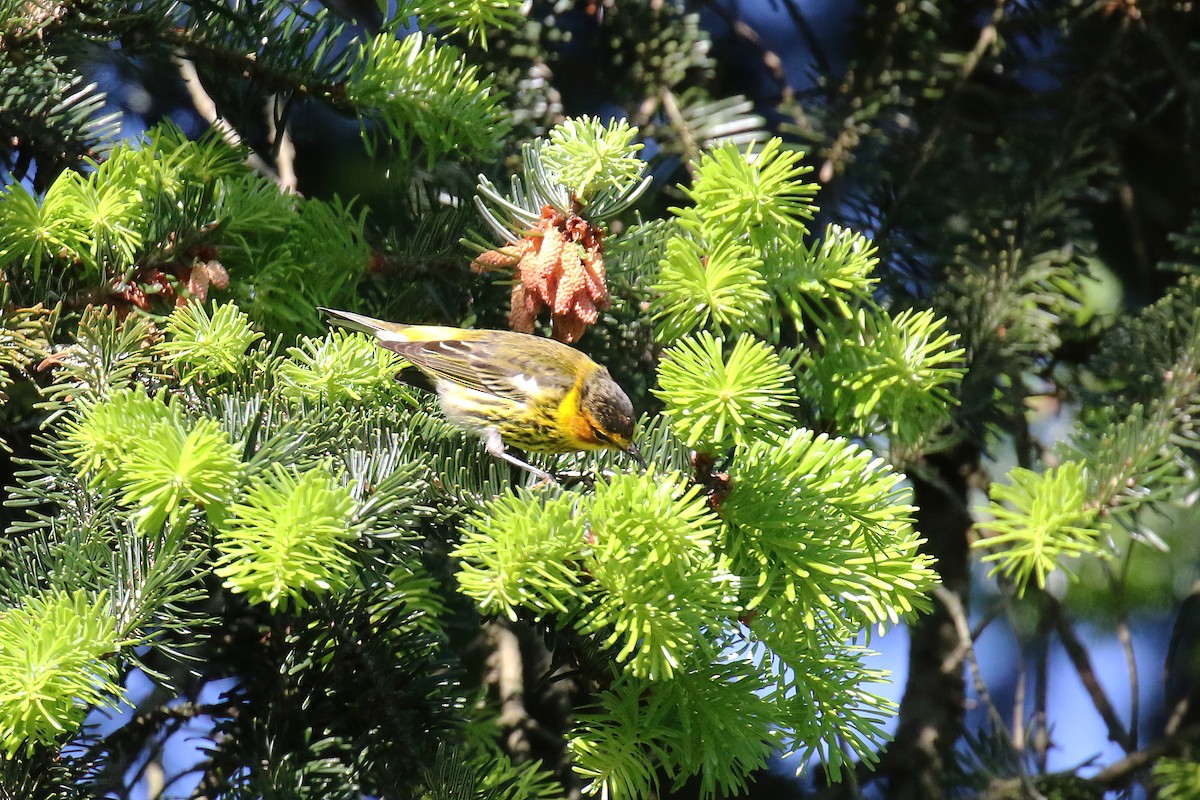 Cape May Warbler - ML618693524