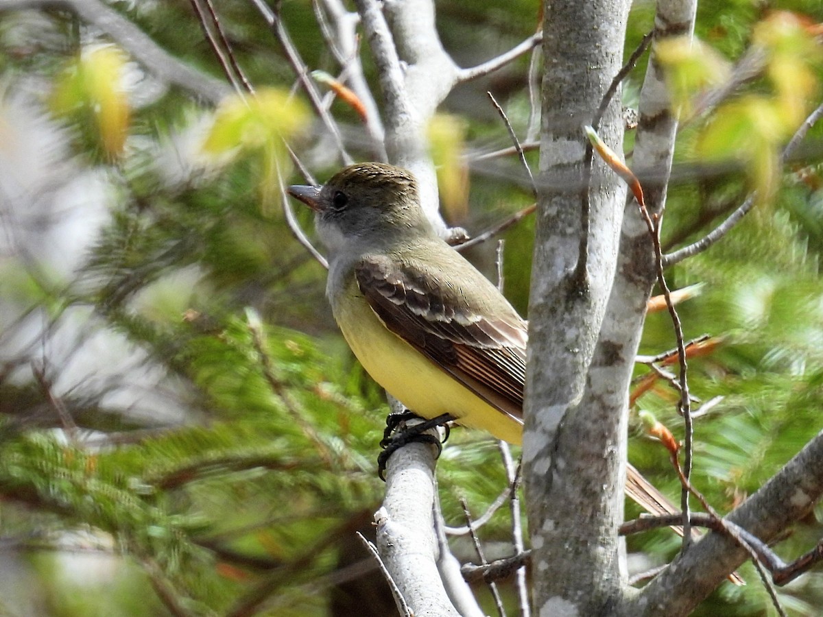 Great Crested Flycatcher - ML618693566
