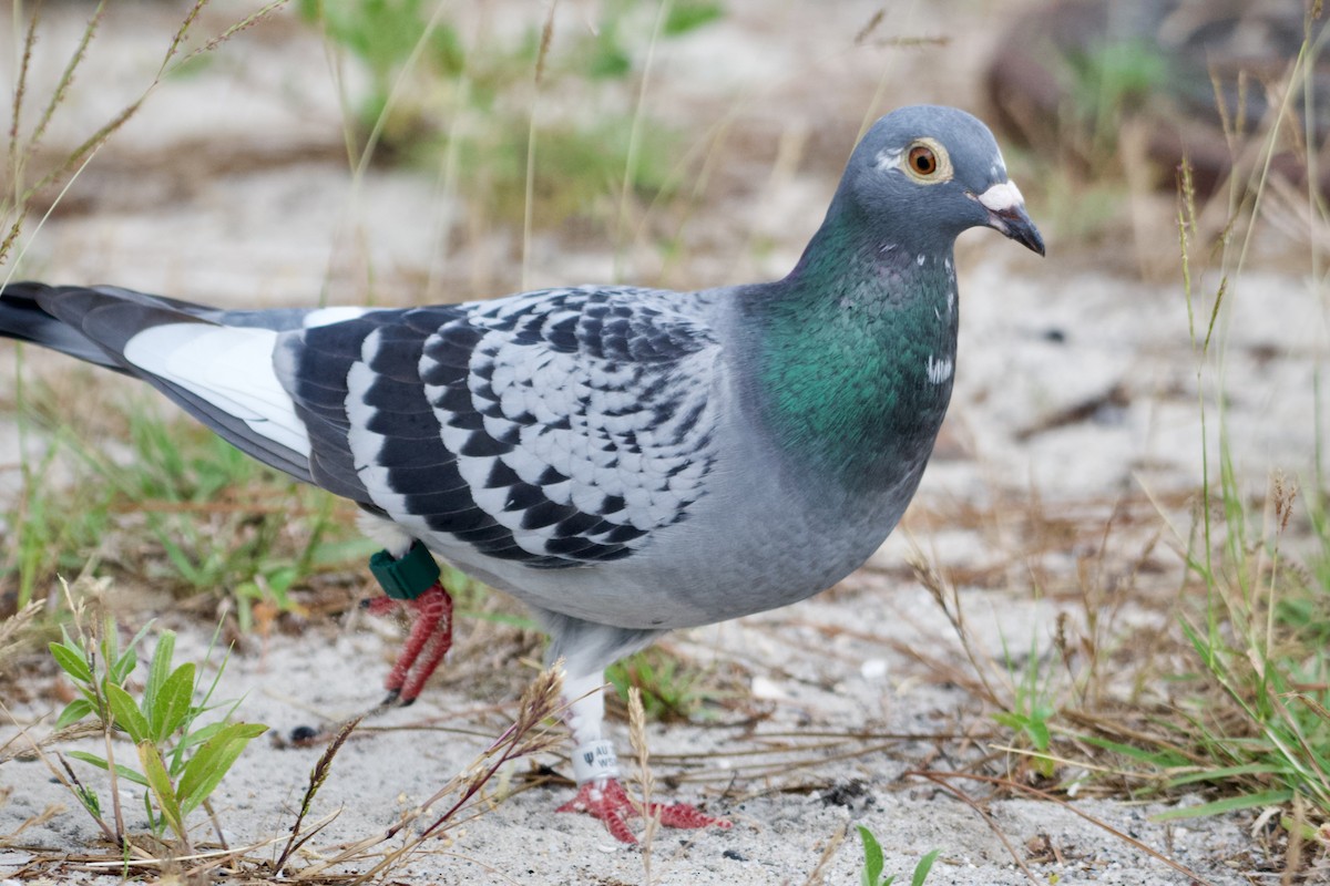 Rock Pigeon (Feral Pigeon) - ML618693588