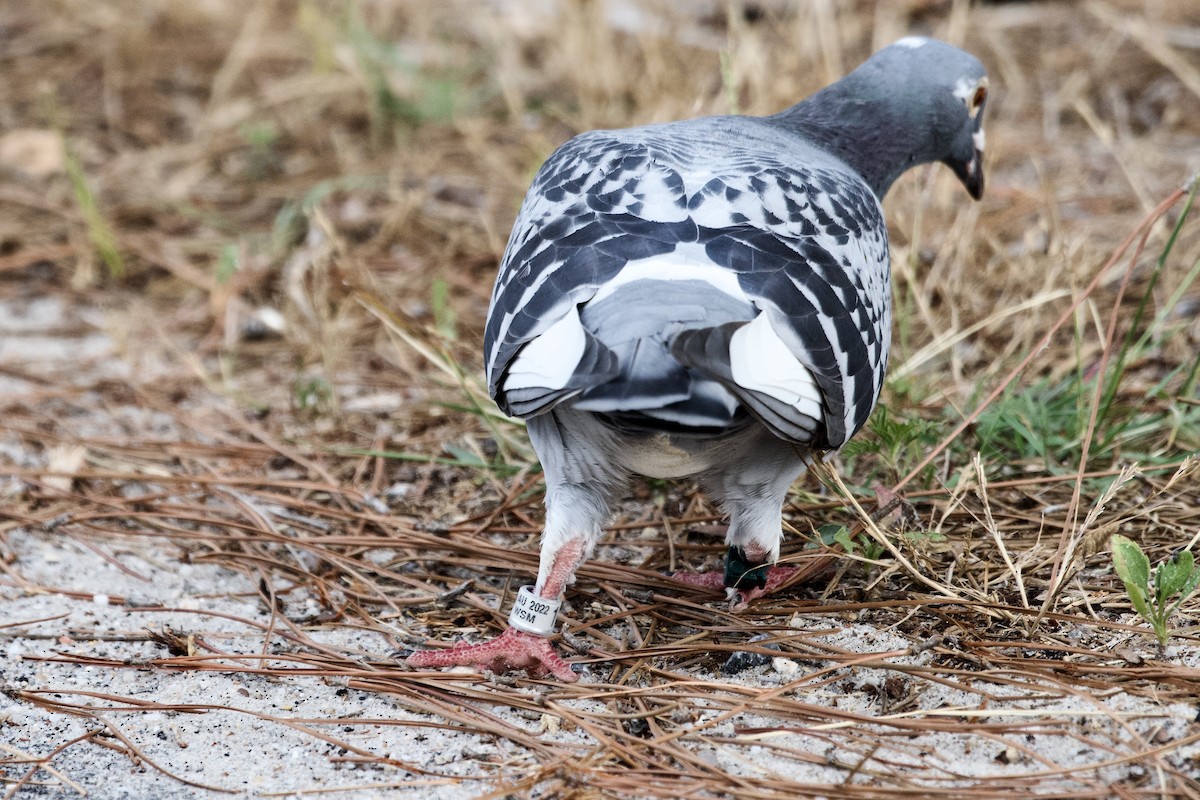 Rock Pigeon (Feral Pigeon) - ML618693596