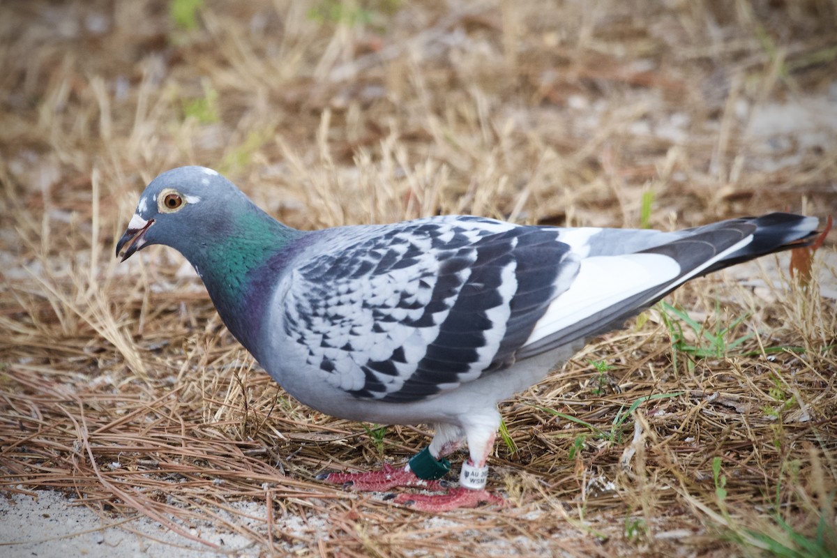 Rock Pigeon (Feral Pigeon) - ML618693599