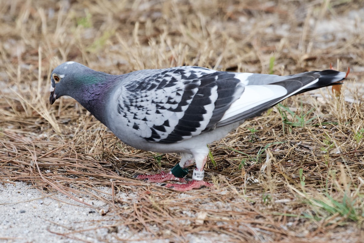 Rock Pigeon (Feral Pigeon) - ML618693602