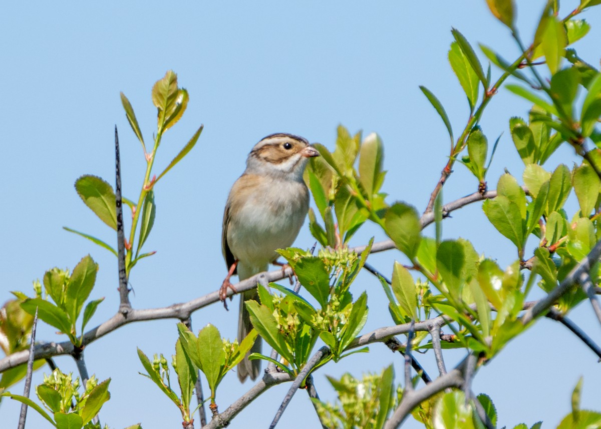 Clay-colored Sparrow - ML618693606