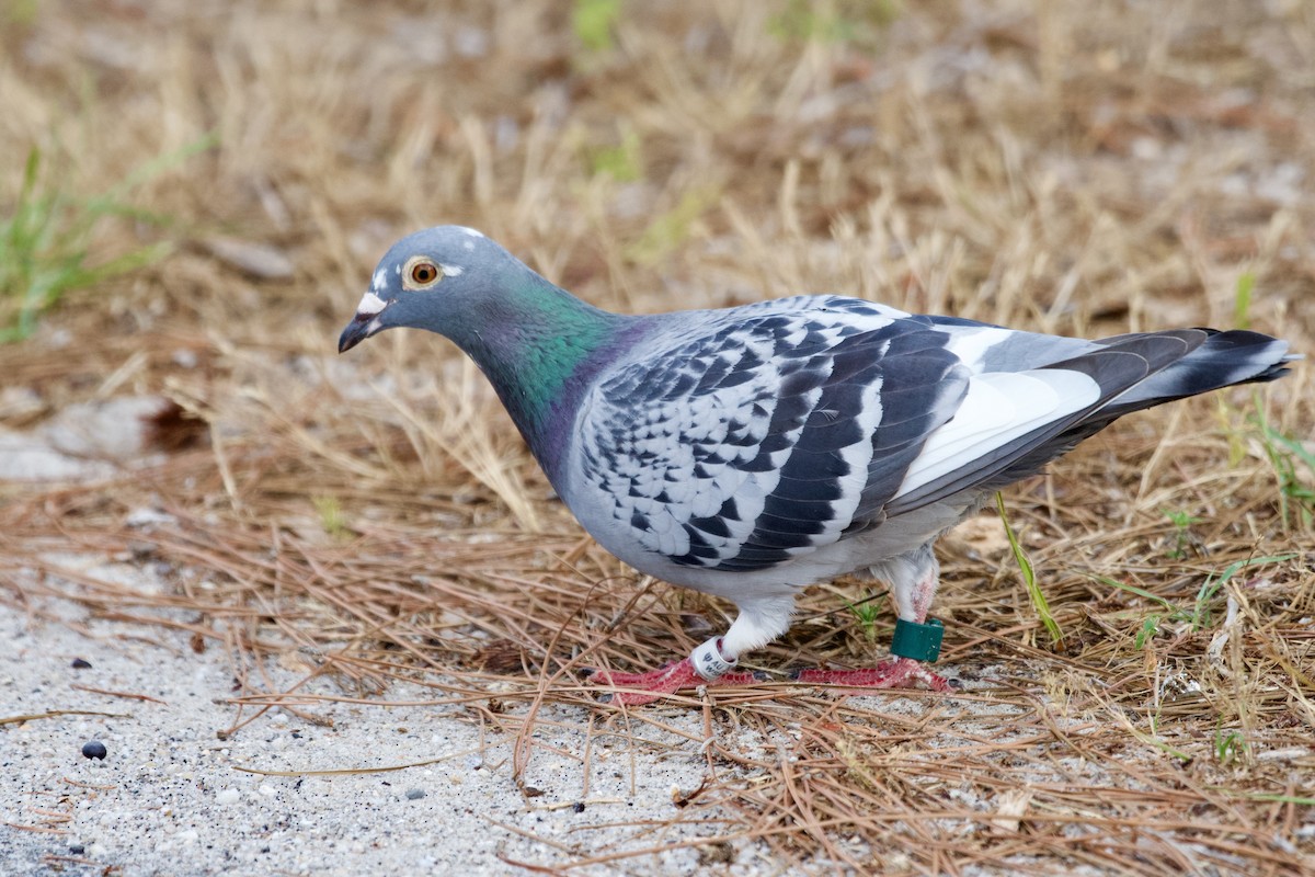 Rock Pigeon (Feral Pigeon) - ML618693607