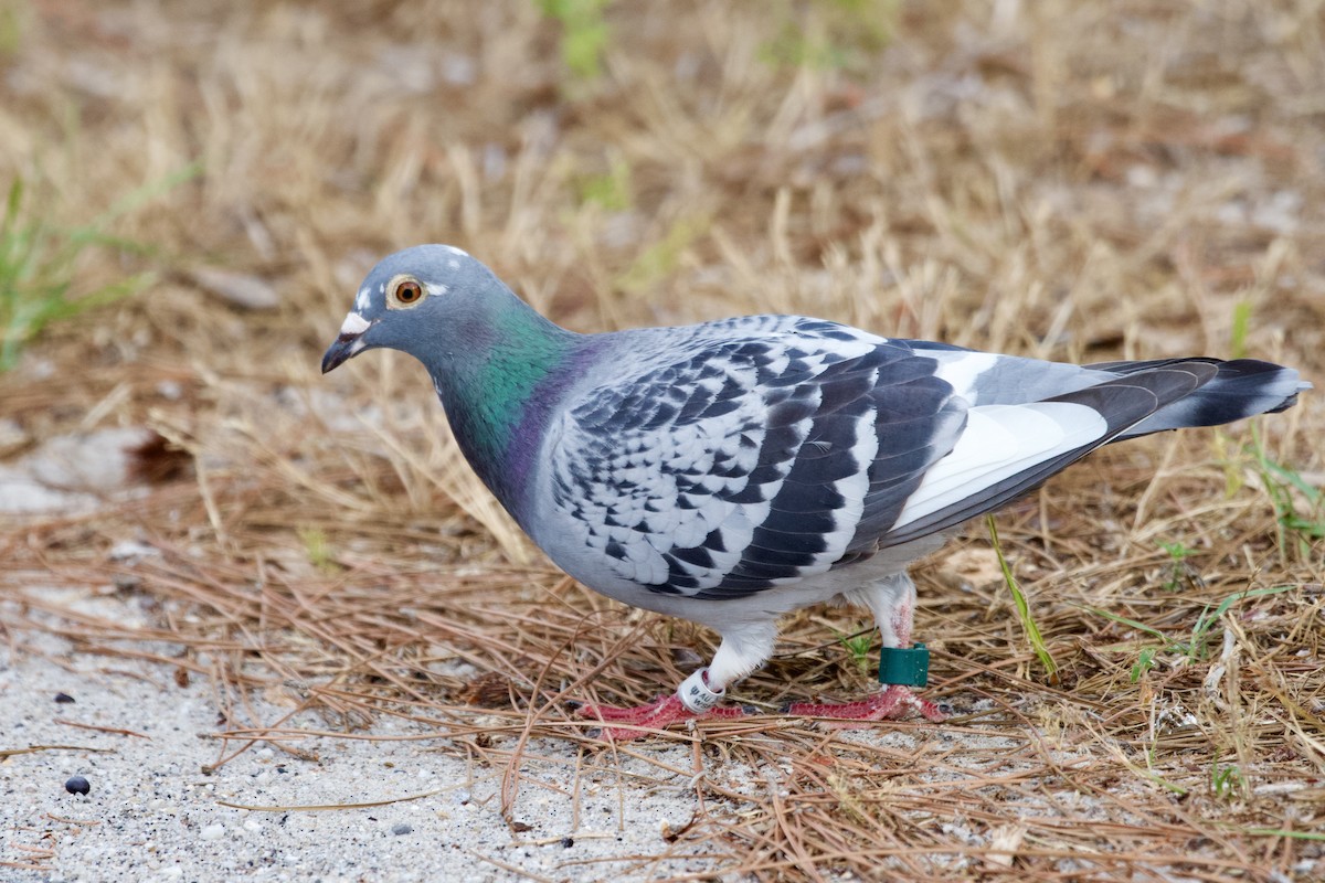 Rock Pigeon (Feral Pigeon) - ML618693611