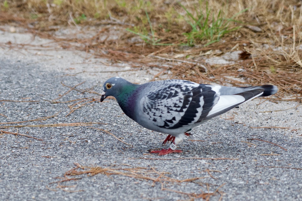 Rock Pigeon (Feral Pigeon) - ML618693613