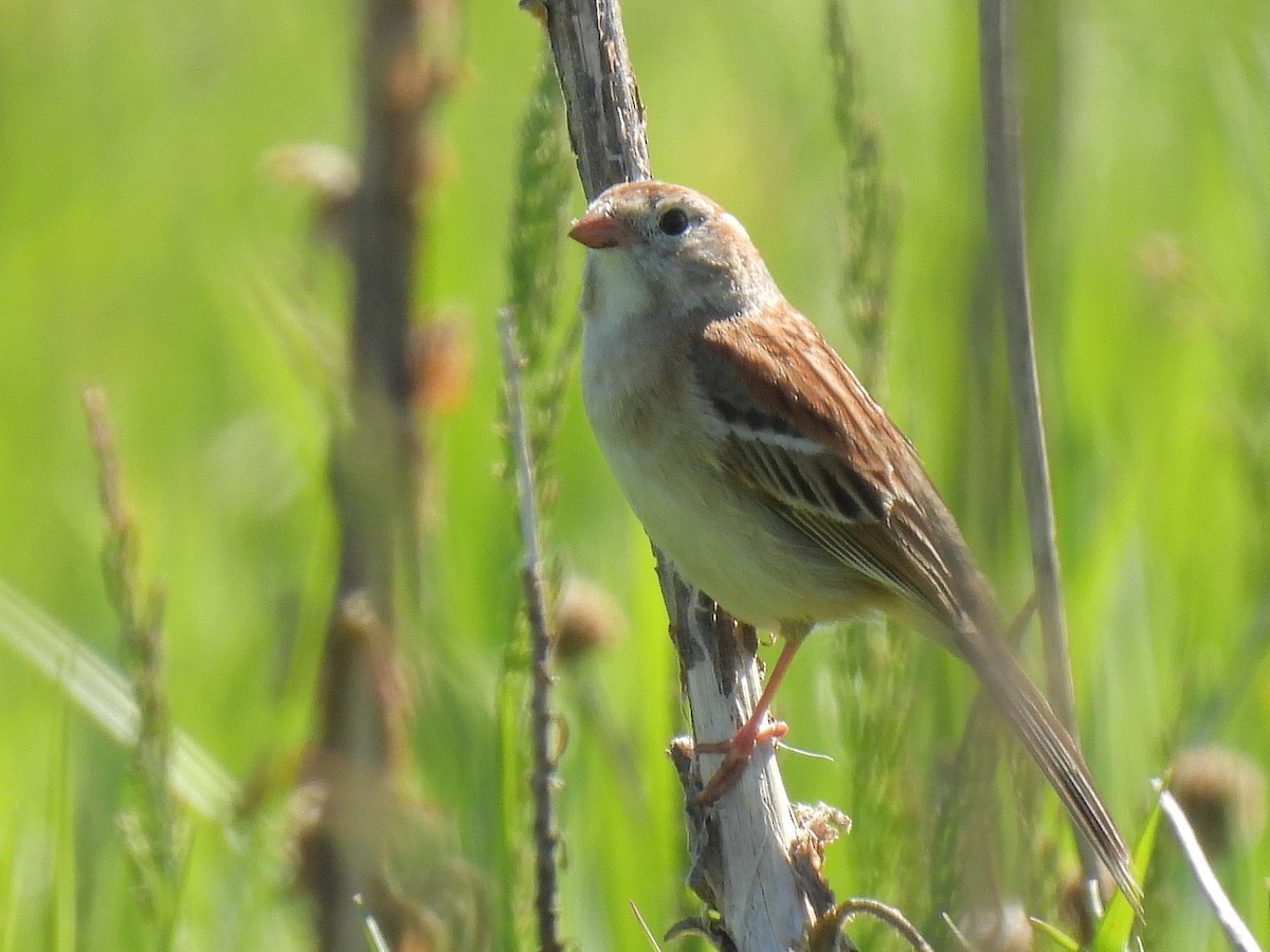 Field Sparrow - ML618693631